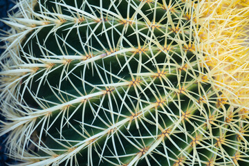 close up of cactus