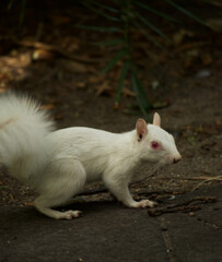 Albino Squirrel Caught At A Park Before Hiding Quickly