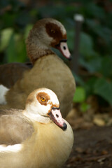 Two Ducks walk In A Park In Search Of Food