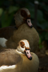 Ducks walk In A Park In Search Of Food
