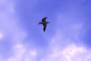 Bird In Flight On A Cloudy Day
