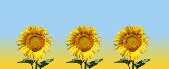 Three beautiful colorful sunflowers in a row against a yellow-blue background.