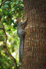 Little Squirrel Climbs A Tree 