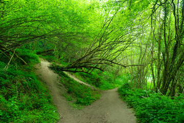 Obraz premium Path under a greeny forest