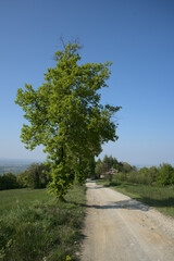 Hills near Piacenza. Spring, Flowers and Colours.
