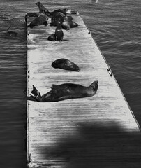 Seals Sun Bathing On A Pier Surrounded By Deep Sea Water