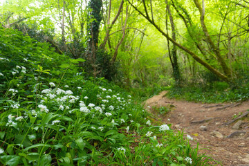 Wild garlic growing in forest