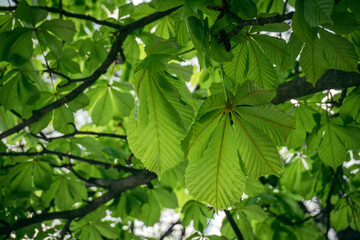 green leaves in the sun