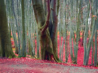 autumn forest in november, fallen red leaves, trees in late autumn 