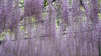 商用で使える藤の写真