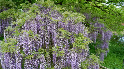 商用で使える藤の写真