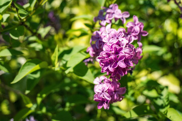 Fototapeta na wymiar lilac flowers on a green background