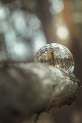 Environment concept, a crystal ball lies on a moss in the forest, reflection of the forest. concept and theme of nature, environmental protection. relaxation. glass material.