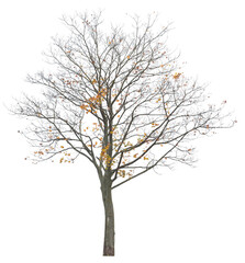 Semi Leafless Maple tree isolated on white background.
