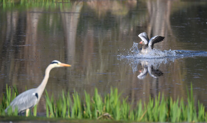 Graugans landet im Wasser 