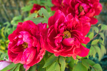 Ref Tree Peony in blossom