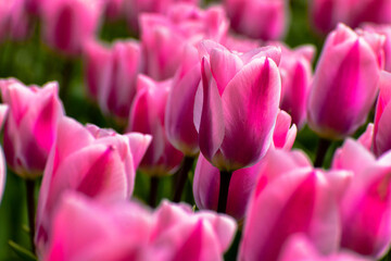 Obraz premium Tulip fields in Netherlands
