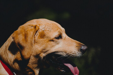 Labrador