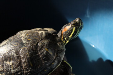 Obraz premium tortuga orejas rojas 