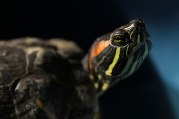 tortuga orejas rojas 