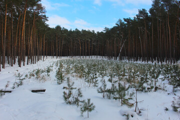 Baum gepflanzt im Wald Kiefer