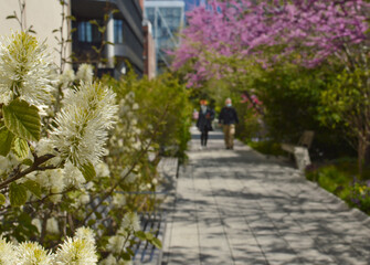 The High Line is located in Hudson Yards Neighborhood of New York City since 2009