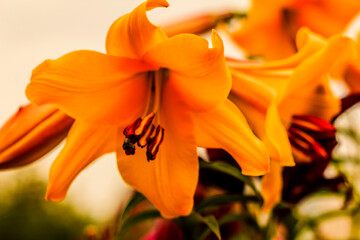 Summer background.  Big orange lilies in the garden or park. Selective focus, close up