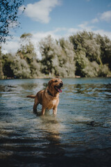 Dog in the lake