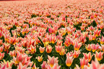 Tulip fields in Netherlands