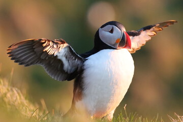 Puffin, Papageitaucher