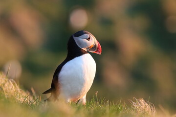 Puffin, Papageitaucher