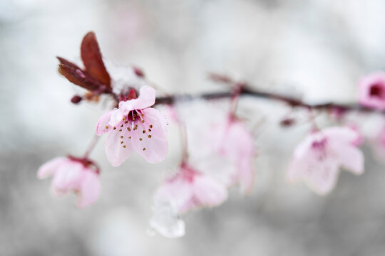 Cherry blossom and snow 2