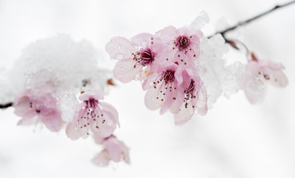 Cherry blossom and snow 3