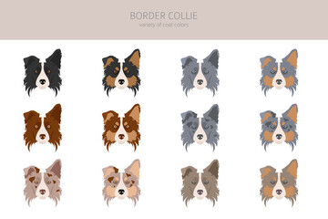 Border collie clipart. Different poses, coat colors set