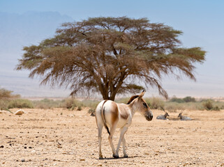 Onager or semi-domesticated sahara donkey and curved horned antelope Addax together inhabit nature reserve parks in the Middle East, focus on donkey head © sergei_fish13
