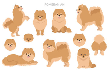Pomeranian German spitz clipart. Different poses, coat colors set. - obrazy, fototapety, plakaty
