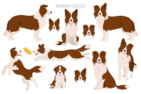 Border collie clipart. Different poses, coat colors set