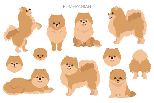 Show me a picture of on sale a pomeranian