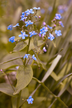 brunerra sibirica is a beautiful wild flower for posters and postcards
