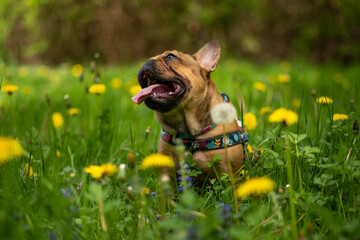 French Bulldog in the meadow