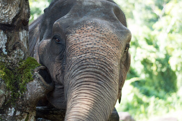 Magnificent large elephant in Thailand - obrazy, fototapety, plakaty