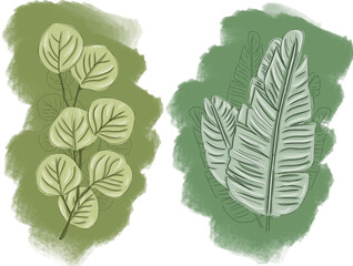banana leaves and branch of isolated tropical green leaves, exotic and unique digital illustration and painting of elements found in mainly Brazilian forests and jungles