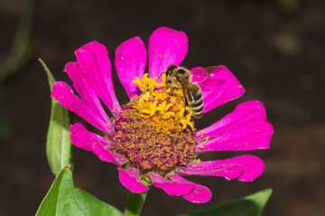 The common zinnia (lat. Zinnia elegans, syn. Zinnia violacea), of the family Asteraceae.