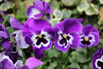 Blüten von lila Stiefmütterchen