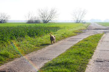 Hund auf Feldweg
