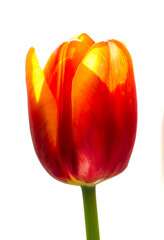 Tulip on white background, close up