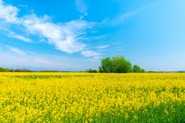 Collegno, Italy. April 5th, 2021. La Dora Park. Rapeseed field in bloom with some trees in the background in spring time on a sunny day with blue sky.