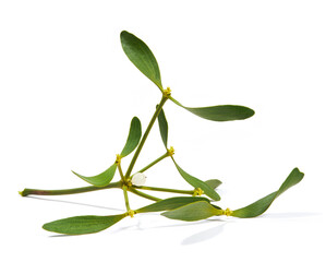 Viscum album, commonly known as European mistletoe, common mistletoe or simply as mistletoe, mistle. Isolated on white background.