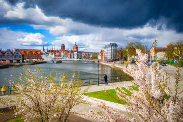 Fototapeta premium April morning in Gdańsk with blossoming apple trees by the Motława River. Poland