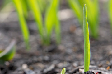 One sprout of wheat on a blurred background of germinating grain on the field. Copy space for text.
